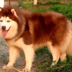 This is the father of our red Husky puppies, a direct import with a magnificent woolly coat and conformation. I invest in top bloodlines to produce exceptional puppies.