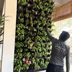 A member of my team works on a vertical garden installation. These walls are a fantastic way to introduce a large amount of greenery into a space without sacrificing floor area.