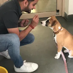 This little indie mix pup is learning to focus and take treats gently. Positive reinforcement from a young age is key to raising a well-mannered and confident adult dog. Every training session is an opportunity to build trust.