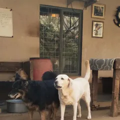Two of our long-term residents, a black Indie mix and a Labrador, standing side-by-side. They are the veterans of the pack.