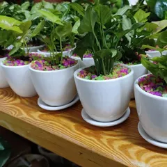 A lineup of our popular wedding favors. These Syngonium plants in classic white ceramic pots with saucers are a thoughtful and lasting gift for guests.
