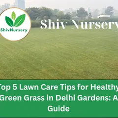 A well-maintained lawn is a rewarding sight. My guides are designed to give you practical, easy-to-follow advice for lawn care in the Delhi NCR climate.