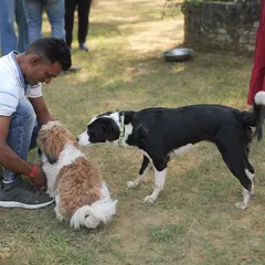 New friends meeting at our dog party. We love seeing dogs of all shapes and sizes interacting gently and curiously with one another.