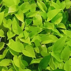 This bright green Pothos is another excellent tabletop choice from our rental catalog. We provide it in a suitable pot that complements your office decor.