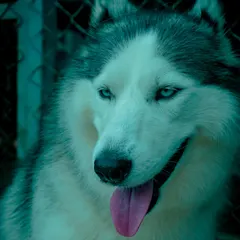 A striking close-up of one of our beautiful resident Huskies, showcasing their stunning blue eyes.