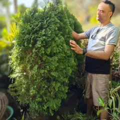 We are bringing back the Thuja, or Morpankhi, a wonderfully dense and hardy plant. Its thick foliage is great for creating natural privacy screens and sound barriers, making it a perfect and practical choice for city balconies and gardens.
