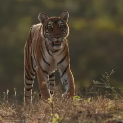 A backlit beauty in Kabini. Our skipper, Harsha, guided us on the camera settings to nail this lovely image as the tigress walked towards us with the light behind her.