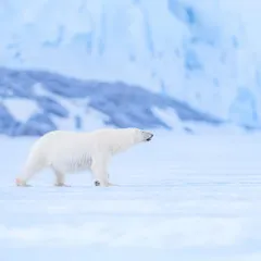 The silent king of the ice. I spotted this lone polar bear walking across the frozen landscape, completely at home in its vast, white world. It’s a moment of pure, raw nature that makes you feel incredibly lucky to witness.