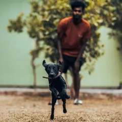Bhairavi the Lab pup is pure energy. Play is a huge part of my training philosophy, helping puppies learn coordination and burn off that boundless energy in a positive way.