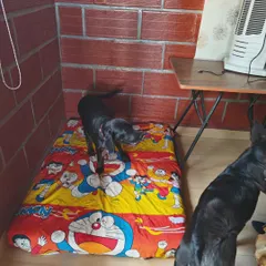 The indoor space is designed for comfort, with plenty of soft beds for everyone. Dogs can choose where they want to sleep, which helps them settle in and feel secure.