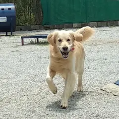 A happy Golden Retriever dashes towards the camera, tail wagging and tongue out. This is the kind of pure joy we see every day at our dog daycare.