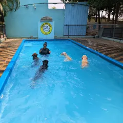 Confidence building can be a lot of fun. Here I am in a group swimming session with Zoe, Mahua, Tiger, and my boy Duggu. Swimming is a fantastic low-impact exercise that builds muscle, confidence, and is a great way for dogs to have a shared positive experience.