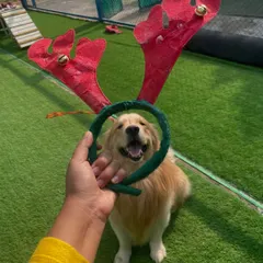 A happy Golden Retriever grins from ear to ear while a staff member holds up a festive green ring. The pure joy on its face captures the spirit of our Christmas parties.