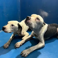 This was Jax and Sierra when they were rescued. Skeletal, starving, and scared, they were victims of severe neglect. This is the reality for so many dogs we take in.