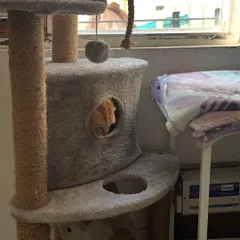 Ziggy playing peek-a-boo from the cat condo. Cat trees are essential for a happy indoor cat, giving them a place to climb, scratch, and nap.