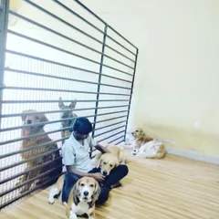 The bond between our staff and our furry guests is what makes us special. Here, one of our caretakers spends quality time with a Beagle, Labrador, and other dogs in our clean indoor area. We believe in providing personal attention and affection to every pet.