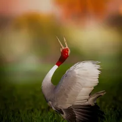 A Sarus Crane lets out a powerful call in the morning light of the Dhanauri wetlands. For me, this image is a patriotic salute, a "Vande Mataram" to the wild spirit of India. Capturing this display of natural passion is what my birding tours are all about.