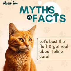 Let's separate feline fact from fiction. As cat care experts, we want to bust common myths to help you make the best decisions for your pet. This series is your guide to accurate, reliable information.