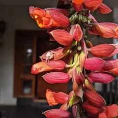 A small spider rests on a flower right outside our door. I encourage children to observe these little creatures, fostering a sense of wonder and respect for all living things.