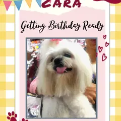 Getting birthday ready! It was an honor to pamper lovely Zara for her special day. I love helping pets look their absolute best for family celebrations.