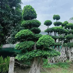 A magnificent, mature Ficus bonsai tree. These large, sculpted trees are living sculptures that I source and install as stunning centerpieces for exclusive gardens and landscapes.