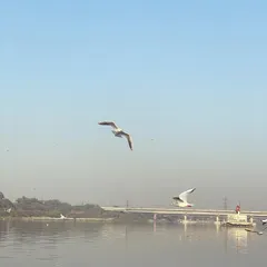 A lone seagull soars gracefully over the river with a bridge in the distance. This tour showcases the surprising natural beauty that can be found within Delhi.