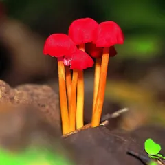 A cluster of vibrant red mushrooms emerges from the forest floor. These dainty beauties, part of the empire of fungi, appear for just a few weeks, ensuring the cycles of life and death go on.