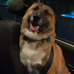 The pure joy on Brownie's face during a car ride says it all. After a tough start in life, seeing him so happy and relaxed is the greatest reward. He reminds me every day that every dog deserves a chance to feel safe and loved.