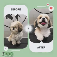 From shaggy to chic! This before and after shot shows the amazing transformation we can achieve. A good haircut not only makes your pet look great but also helps with their hygiene and comfort.