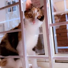 ADOPTED! A beautiful, sunlit photo of one of the cats, now a treasured family member.
