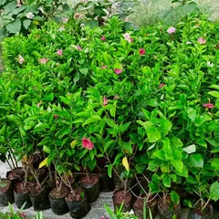 A collection of healthy hibiscus plants with pink blooms, ready for a customer's garden. We ensure all our plants are healthy and well-cared-for before they reach their new home.