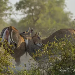 Two Nilgai (Blue Bull) males fighting for dominance during the mating season in Tal Chappar, Rajasthan.