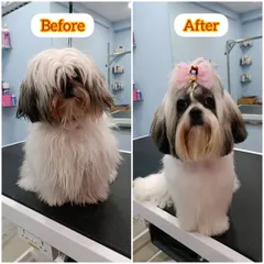 The before and after of Pixie's clever camouflage cut. On the left, her overgrown coat, and on the right, her fresh, stylish, and practical new look that gives the illusion of long hair.