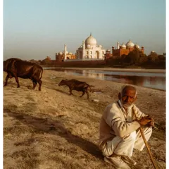 An elderly man sits by the Yamuna river with his buffaloes, with the Taj Mahal visible in the distance. This is the other side of Agra, a story of everyday life unfolding in the shadow of a world wonder.