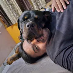 People say Rottweilers are aggressive, but look at this. This is pure love and trust. With the right handling and a strong bond, any dog can be a gentle giant. There are no bad breeds, only misunderstood ones.