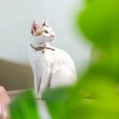 "Nine lives... and she chose to spend them with us." This is Zelda, the matriarch of her clowder. Found on the street, she is now a beautiful and elegant (and very naughty) member of the family. This portrait captures her regal nature.