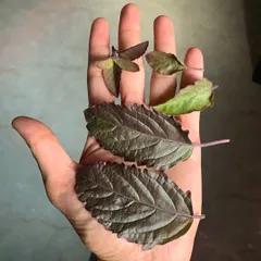 A simple daily detox practice I recommend is drinking Tulasi tea. These Holy Basil leaves have powerful anti-inflammatory and anti-anxiety properties. This is a foundational element of yogic nutrition, using simple herbs to maintain balance and support the body's health.