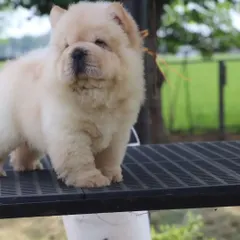 This quality Chow Chow puppy is standing on a table, showing off his sturdy build and thick coat. Both male and female puppies are available in Delhi.