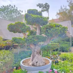 A stunning Ficus microcarpa bonsai, sculpted into a multi-ball topiary form, perfect as a central feature in a garden or large pot.