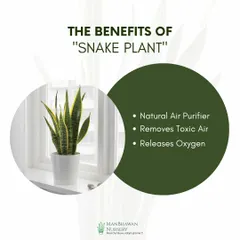 The Snake Plant is a champion air purifier. It's known for removing toxic air pollutants and releasing oxygen at night, making it one of the best plants for your bedroom.