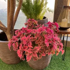 Sometimes the most humble plants steal the show. This bunch of Coleus adds an incredible pop of pink, proving you don't need flowers for vibrant color.