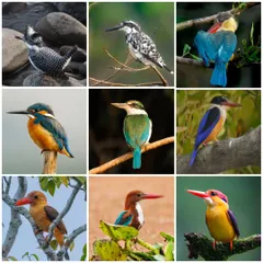 This collage is the culmination of a personal quest to document all nine kingfisher species found in India. From the large Crested Kingfisher to the tiny Oriental Dwarf Kingfisher, each bird is a jewel of our subcontinent's rich biodiversity.