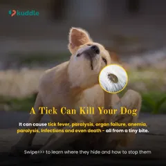 A single tick bite can be fatal, causing tick fever, paralysis, and even death. This guide will show you where these parasites hide and how to protect your dog.