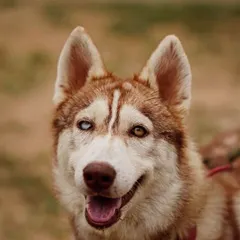 This is Luna, a stunning Husky with a resilient spirit. She has epilepsy, which is managed with simple, daily medication. We are always transparent about the needs of our special dogs, because we know the right family will see the amazing companion she is, not just her condition.