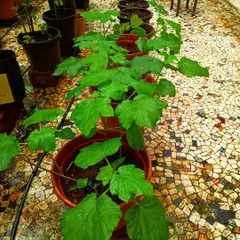 A row of young okra plants in terracotta pots, perfectly arranged on a mosaic-tiled terrace. We help you start your garden with healthy saplings and provide ongoing care to ensure they flourish.
