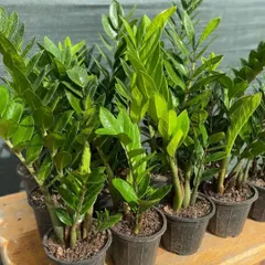 A batch of healthy Zamioculcas Zamiifolia, or ZZ plants, at my nursery. Their waxy, dark green leaves look beautiful, and they are almost indestructible.
