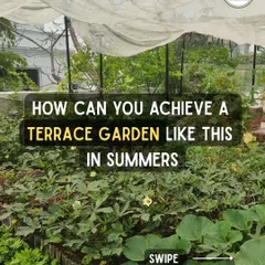 Wondering how a terrace garden can flourish even in the Delhi summer? This client's garden is a testament to proper planning, from shade nets to the right choice of seasonal plants.