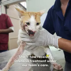 She is now receiving intensive treatment under our team's care. An IV line provides fluids and medication as we work to stabilize her and begin the healing process.