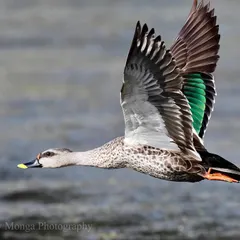 The upstroke in a bird's flight, seen here on a Spot-billed Duck. You can observe the twist and turn of the feathers, a complex interplay with the air that provides lift and propulsion. It is this tandav of weightless feathers with invisible air that is the secret to flight.