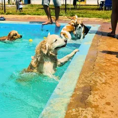 Nothing beats a cool dip on a warm day. Our dog swimming pool is a favorite spot for our guests to have a splashing good time, socialize, and get some healthy exercise.